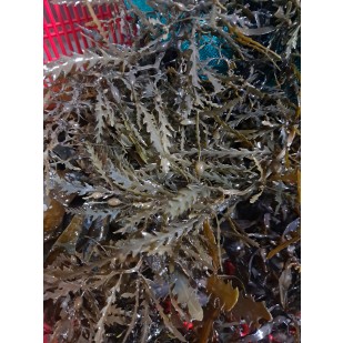 잔가시 모자반100g