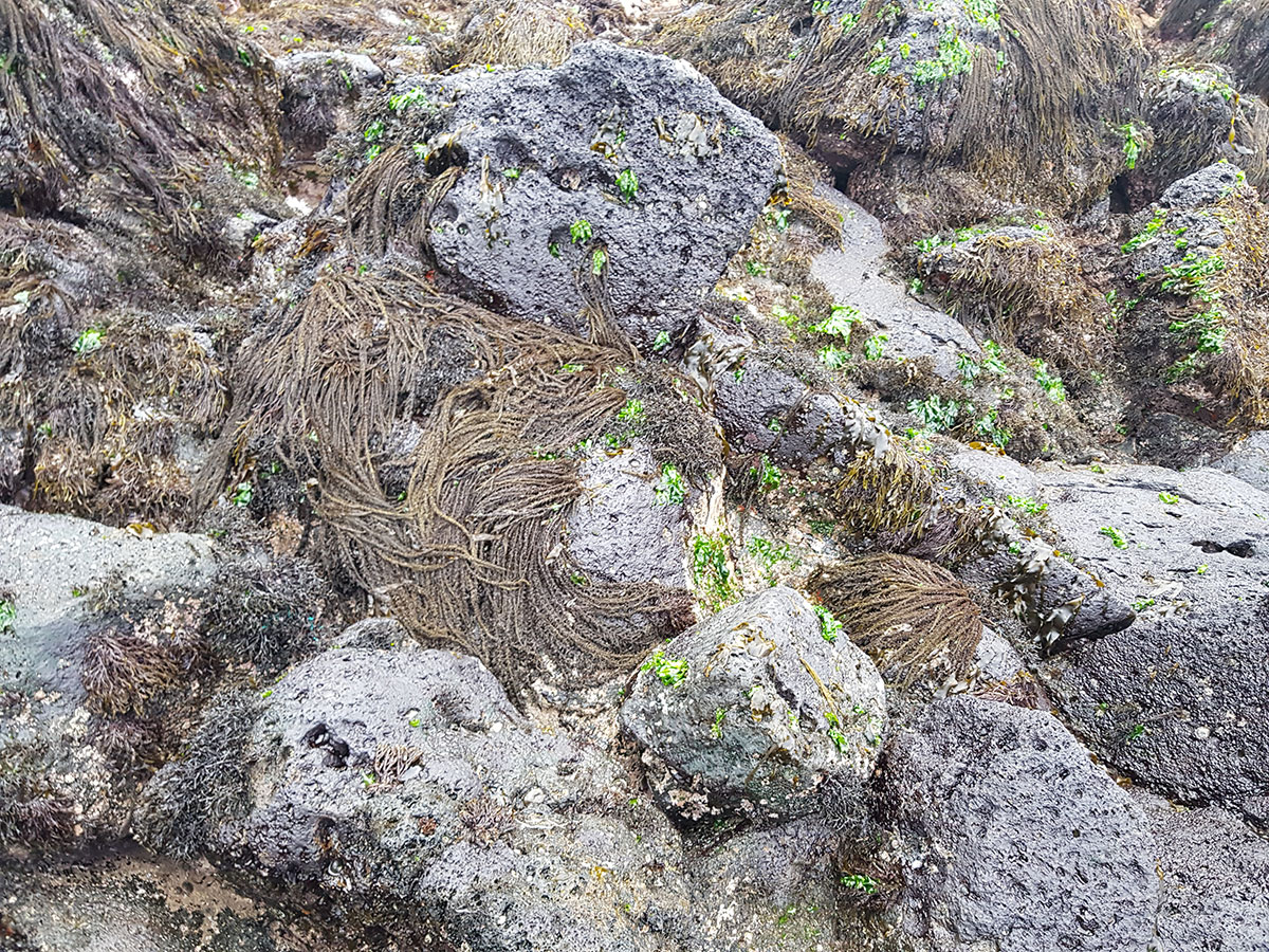 지충이추출물W100