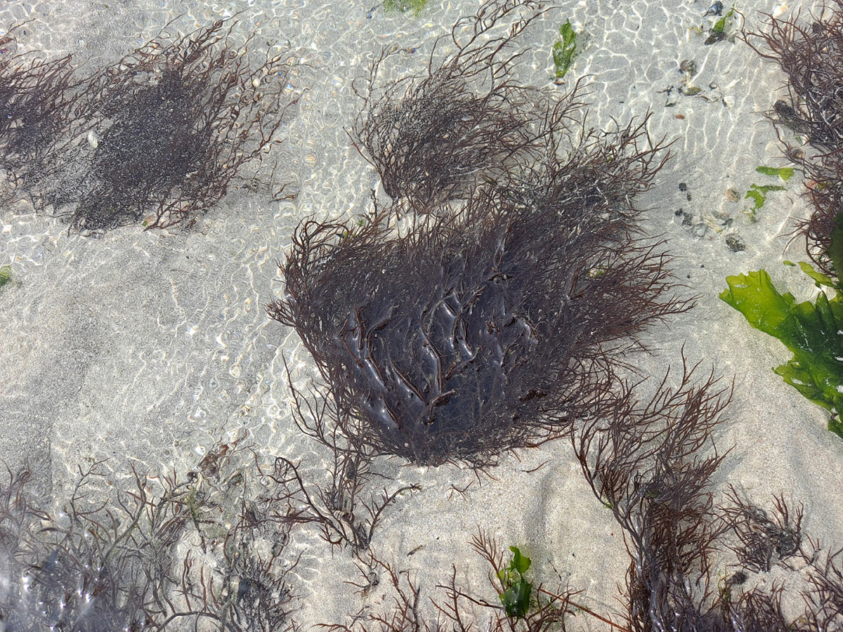 꼬물꼬시래기생물