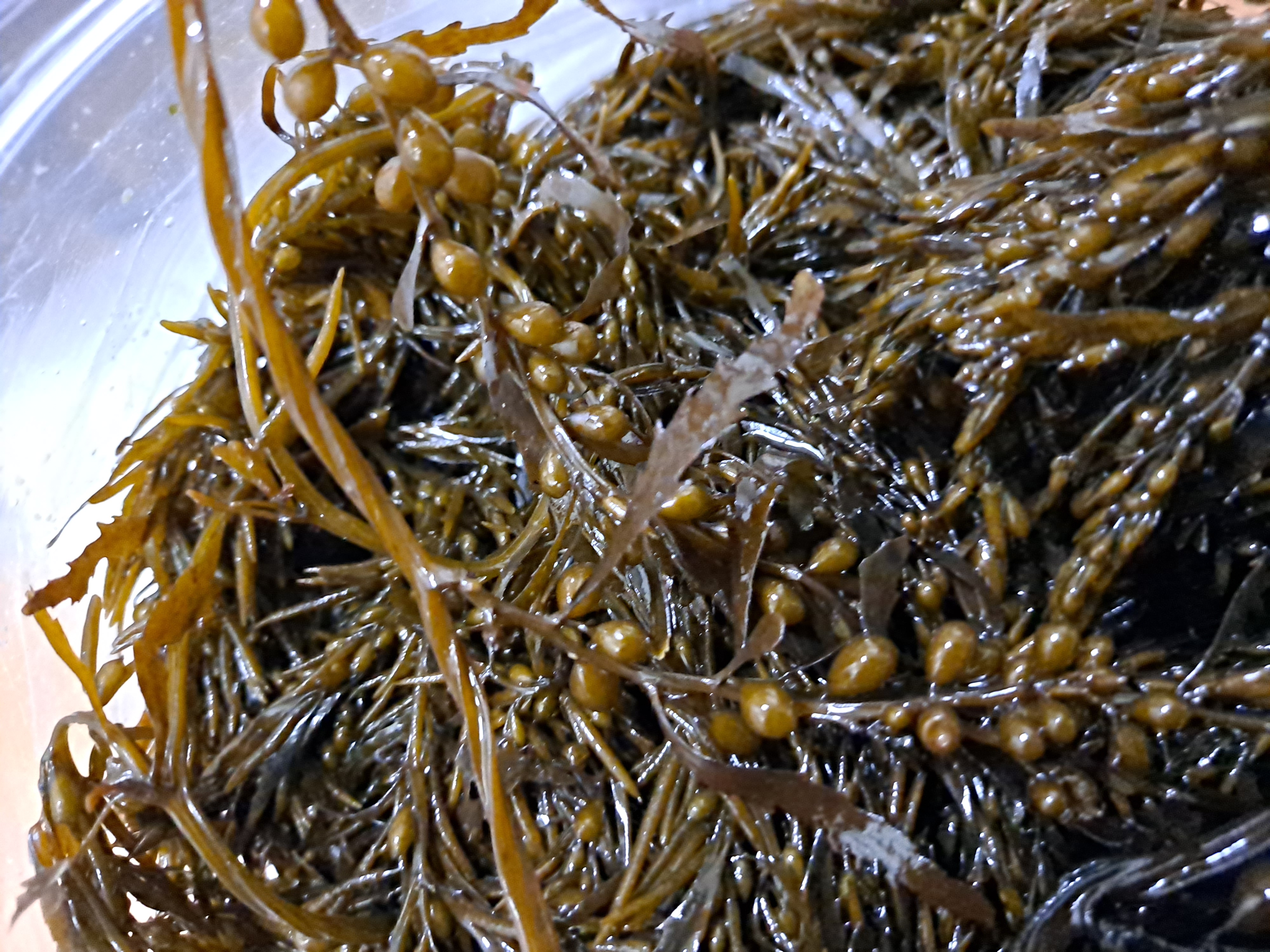 모자반(생물냉동)